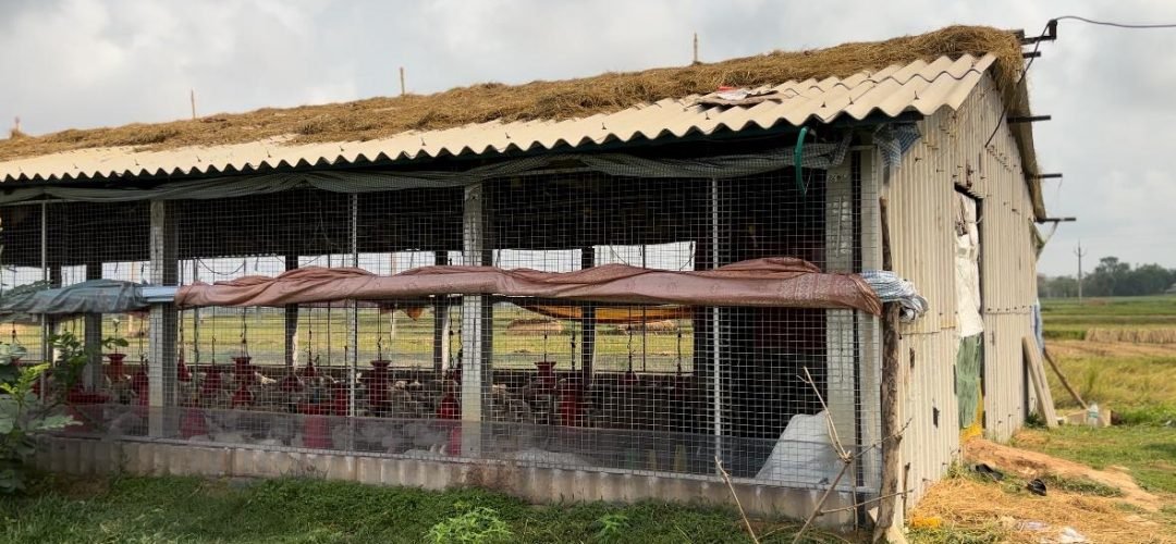 Italian Testy Chicken Farm